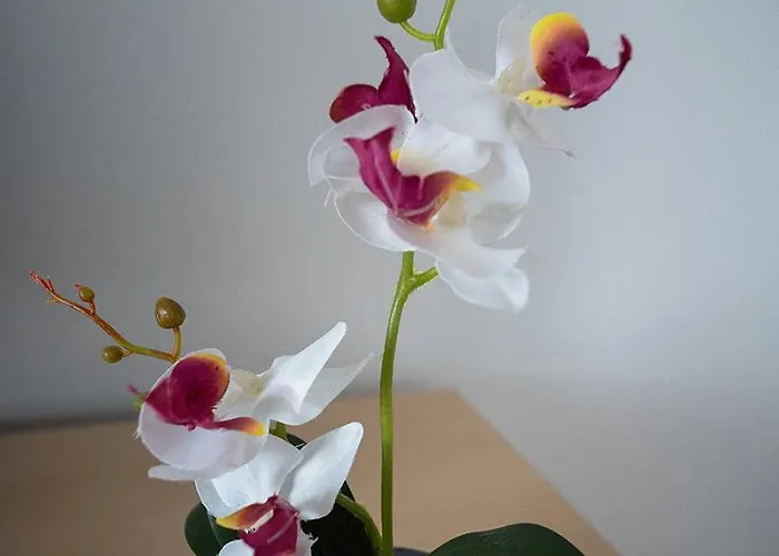 Проживание в семье Edelweiss -gara Брашов